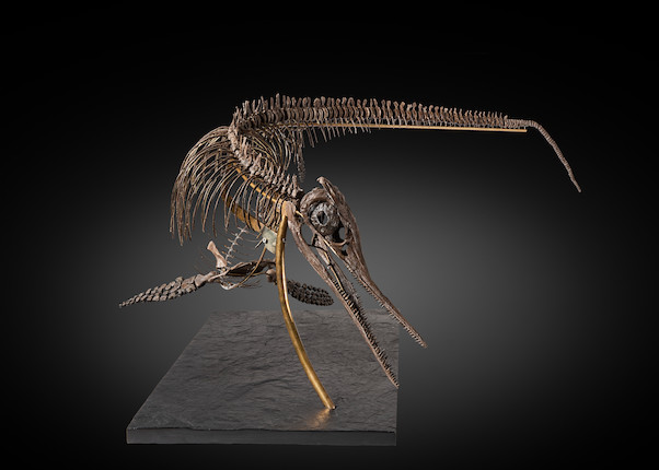 Exceptionnel squelette tridimensionnel d'ichthyosaure francais Exceptional French 3-Dimensional Ichthyosaur Skeleton image 6