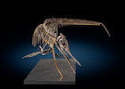 Thumbnail of Exceptionnel squelette tridimensionnel d'ichthyosaure francais Exceptional French 3-Dimensional Ichthyosaur Skeleton image 5