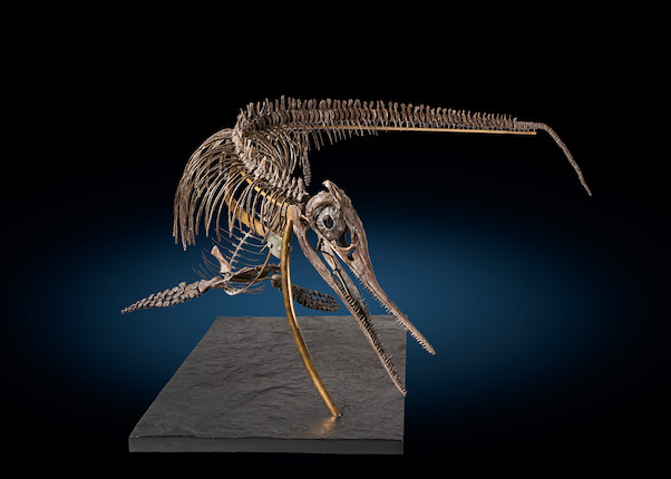 Exceptionnel squelette tridimensionnel d'ichthyosaure francais Exceptional French 3-Dimensional Ichthyosaur Skeleton image 5