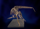 Thumbnail of Exceptionnel squelette tridimensionnel d'ichthyosaure francais Exceptional French 3-Dimensional Ichthyosaur Skeleton image 1