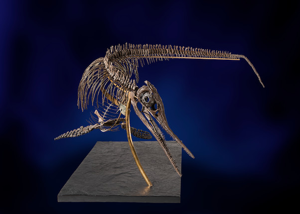 Exceptionnel squelette tridimensionnel d'ichthyosaure francais Exceptional French 3-Dimensional Ichthyosaur Skeleton image 1