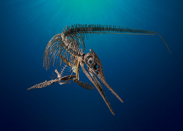 Exceptionnel squelette tridimensionnel d'ichthyosaure francais Exceptional French 3-Dimensional Ichthyosaur Skeleton image 4