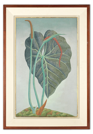 Ithell Colquhoun (British, 1906-1988) Anthurium image 2