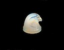 Thumbnail of Sparrowhawk's Head - Lalique image 1