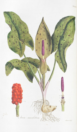 CURTIS (WILLIAM) Flora Londinensis; or, Plates and Descriptions of Such Plants as Grow Wild in the Environs of London, 2 vol. bound in 3, Printed for and Sold by the Author, 1777 image 5