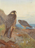 Thumbnail of Archibald Thorburn (British, 1860-1935) Peregrine Falcons image 1