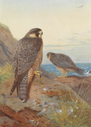 Archibald Thorburn (British, 1860-1935) Peregrine Falcons image 1