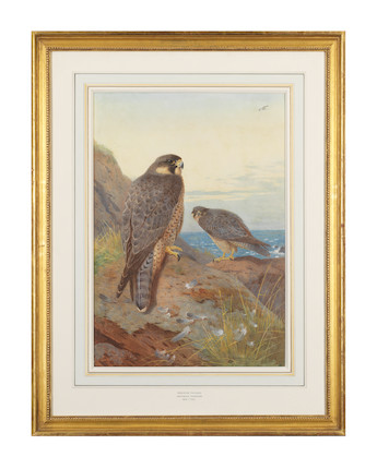 Archibald Thorburn (British, 1860-1935) Peregrine Falcons image 3