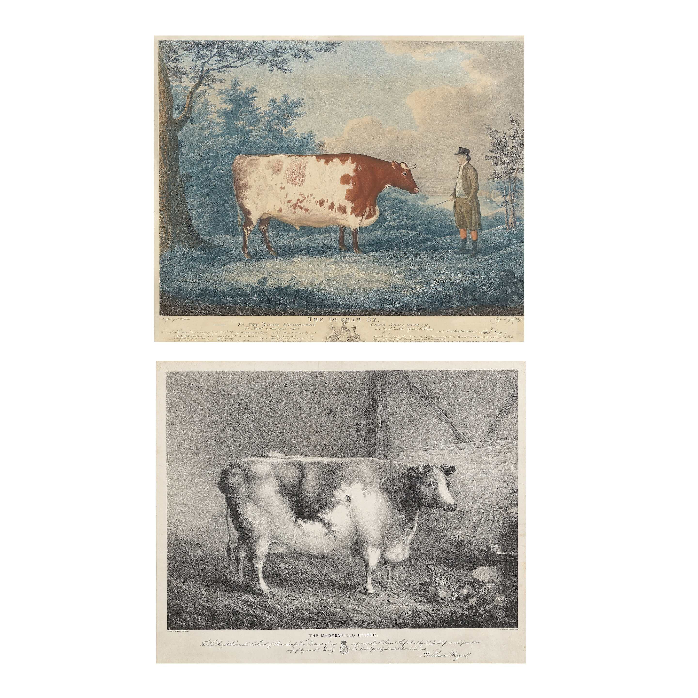 An early 19th century coloured aquatint'The Durham Ox', engraved by John Whessell (English, b. 1760), together with a further print of the Madresfield Heifer