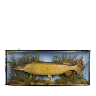 A cased taxidermy specimen of a pike Early 20th century, by J Cooper & Sons, London